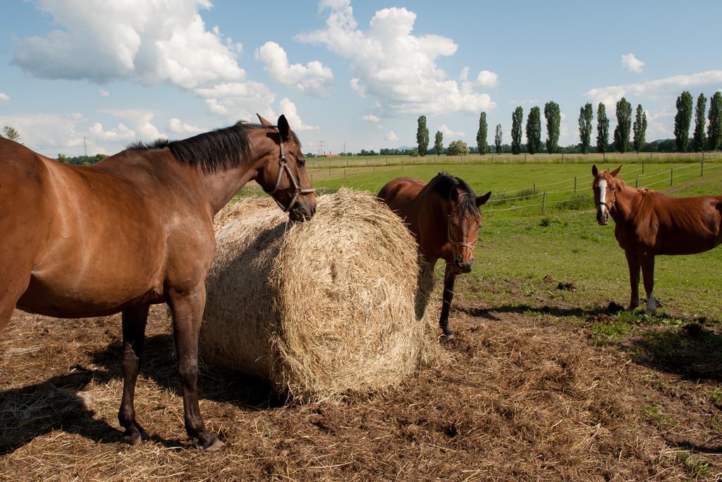 Готель Farma Ptyrov Мніхово-Градіштє Екстер'єр фото